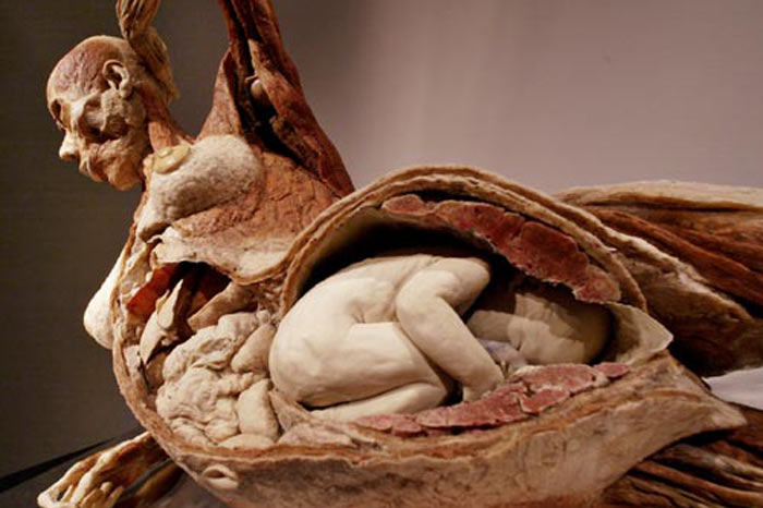 Madre y bebé no nato plastificados