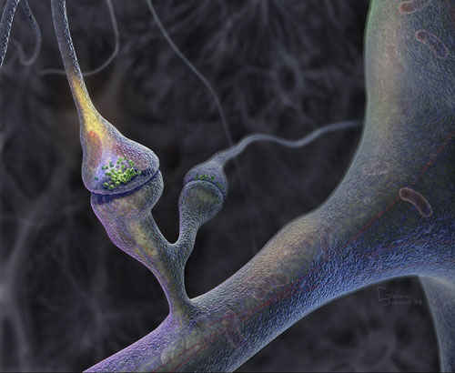 Ilustraci�n que representa una conexi�n sin�ptica neural