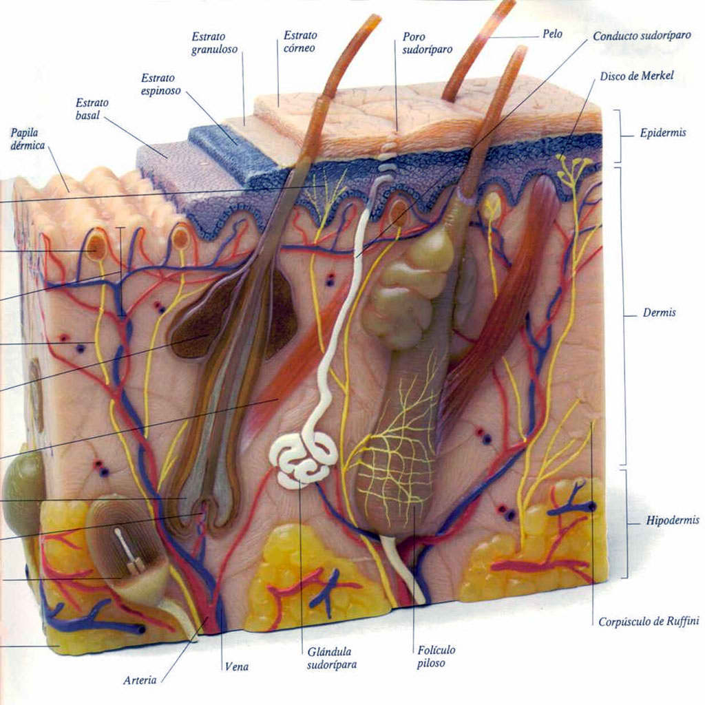 Partes constituyentes de la piel