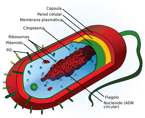 Estructura de un procariota