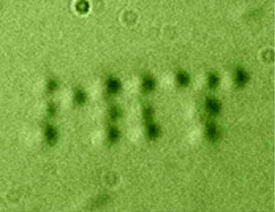 Investigadores del MIT usaron un potente haz de luz y atraparon c�lulas de Escherichia coli sobre un chip de silicio para formar las iniciales del MIT. foto: Matthew Lang - David Appleyard - MIT