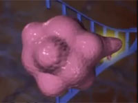 Replicaci�n del ADN