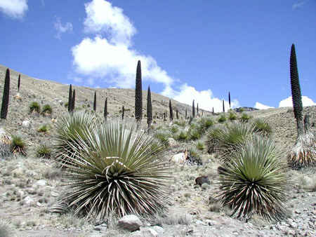 Plantas de Puya Raymondi localizadas en el Parque Nacional Huascar�n. Foto: PACHAMAMA - CD Rom de viajes por el Per�