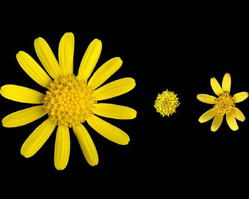 Izquierda Senecio squalidus de la familia de las dalias, a la derecha un senecio vulgaris en dos variedades: discoidal y radiada, la explicaci�n de este fen�meno reside en la hibridaci�n y transferencia de genes entre especies.