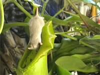 Una planta se come un rat�n