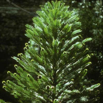 Copa de un �rbol de wollemia nobilis 
Foto: <a href=http://www.anbg.gov.au/>Australian National Botanic Gardens</a>