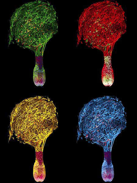 Montaje coloreado de varias neuronas emergiendo de un pelo.