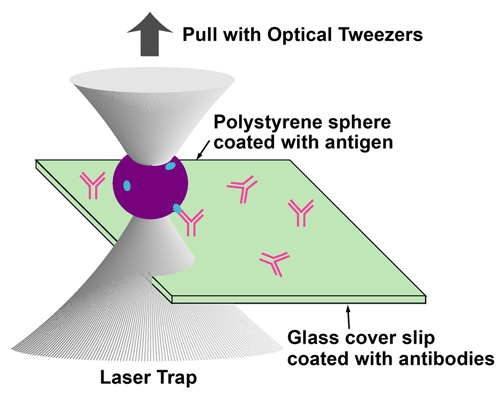Esquema b�sico de un sensor de part�culas biol�gicas basado en pinzas �pticas. Una microesfera cubierta con un ant�geno espec�fico queda atrapada en una superficie. La cantidad m�nima de fuerza aplicada a las pinzas para que rompan los lazos puede proveer informaci�n sobre la concentraci�n de anticuerpos de una superficie.