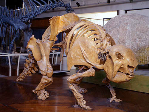 Un glyptodon panochthus actualmente en exposici�n en un museo de Buenos Aires, Argentina