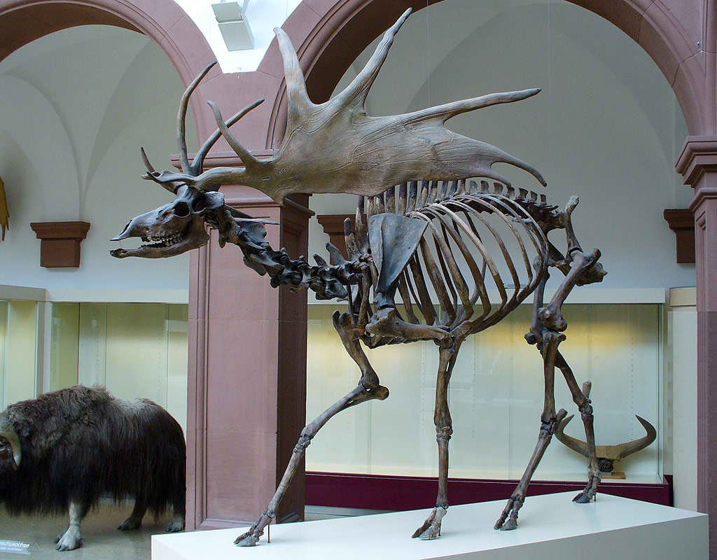 Megaloceros giganteus, el ciervo m�s grande que haya existido, habit� Asia y Europa durante el Pleistoceno e inicios del Holoceno, su extinci�n se produjo por el calentamiento global producido desde el final de la era glacial. Foto: Franco Atirador