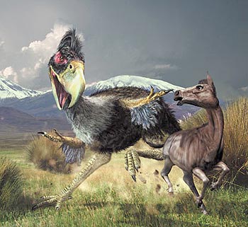 Un gigantesco Titanis walleri cazando un caballo del pleistoceno, las aves del terror ocuparon el nicho de los dinosaurios luego de su extinci�n.