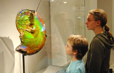 Unos visitantes del Museo de Historia Natural de Nueva York contemplan el ejemplar de amonita de 80 millones de a�os. Foto: EFE / Denis Finnin