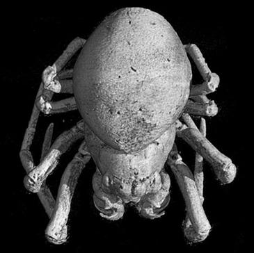 Vista superior de la ara�a atrapada en �mbar