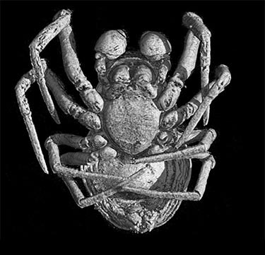 Vista inferior de la ara�a con una antig�edad de 50 millones de a�os