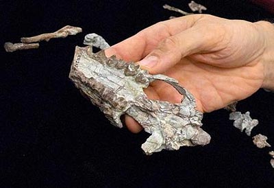 Fragmento de cr�neo del Indohyus, revela la especializaci�n alimenticia del animal: plantas. Foto: AP Photo/NEOUCOM