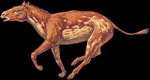 Representaci�n pict�rica del Eohippus (Hyracotherium) uno de los ancestros del caballo actual por Joe Tucciarone