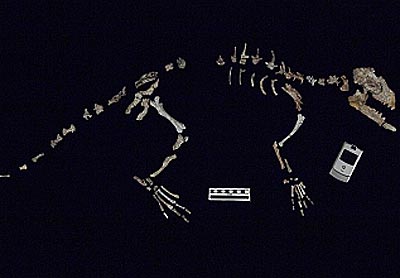 Esqueleto de 48 millones de a�os del Indohyus, revela ya ciertas adaptaciones que luego derivar�an en la evoluci�n de las ballenas. Foto: AP Photo/NEOUCOM