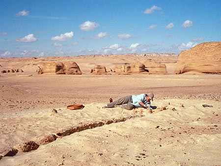 El Dr. B. Holly Smith desenterrando un esqueleto de Basilosaurus isis en Wadi Hitan. Foto: Philip Gingerich