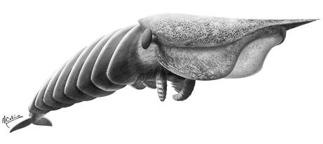 El cuerpo del Hurdia victoria es segmentado, en su cabeza tiene dos garras y una estructura de mand�bula circular con muchos dientes. La mayor�a del cuerpo est� cubierto por branquias, que probablemente eran necesarias para que un animal tan grande y activo nadador obtuviera ox�geno. Foto: AAAS / Marianne Collins