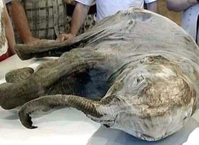 Los cient�ficos decidieron bautizar al mamut con el nombre de Liuba