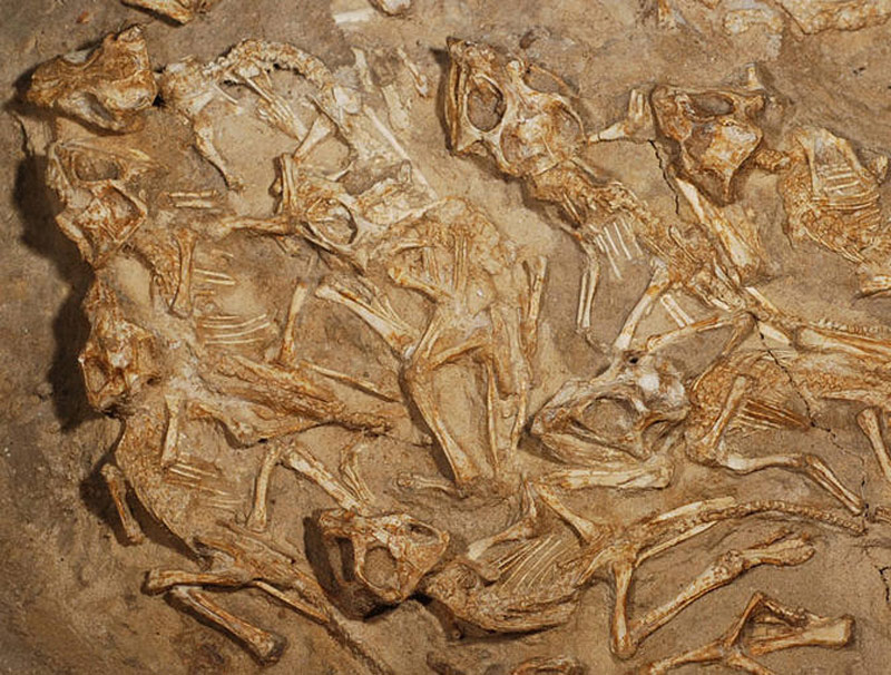 El nido mide cerca de un metro de di�metro y alberga los restos de 15 ejemplares de Protoceratops