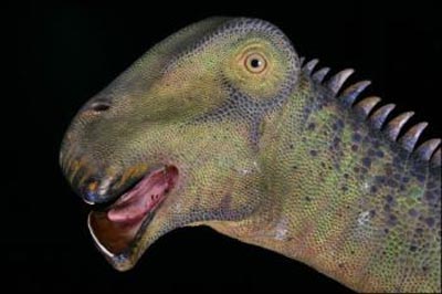 Nigersaurus Taqueti, dinosaurio herb�voro y cuadr�pedo encontrado en Nigeria con el mayor n�mero de dientes de reemplazo