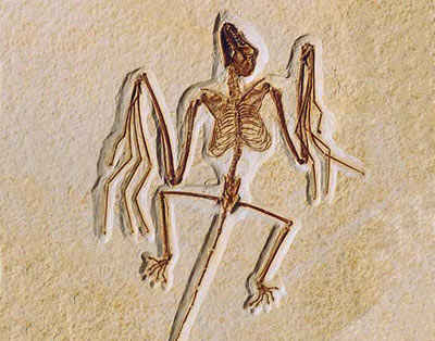 F�sil hallado en Wyoming (EEUU) del Onychonycteris finneyi. Foto: Nature. Los murci�lagos primero aprendieron a volar, despu�s desarrollaron su peculiar sentido de radar.