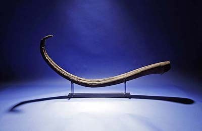 El f�sil de morsa puesto en subasta.