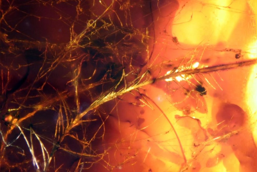 Fragmento aislado de una pluma conservada en �mbar (de la colecci�n de plumas de dinosaurios y de aves primitivas de Alberta, Canad�), en la que la distribuci�n de pigmentos sugiere un color gris o negro.