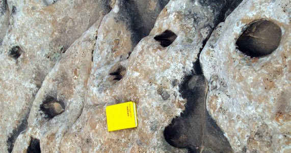 Restos de Sinornithomimus Dongi. El equipo de paleont�logos estudi� la posici�n de los huesos y los detalles de las capas de roca para intentar entender el por qu� tantos animales de una misma especie hab�an muerto en un mismo sitio.