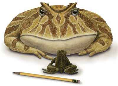 Un dibujo del sapo gigante que midi� 40,6 cent�metros y pes� 4,5 kilogramos y que vivi� hace unos 70 millones de a�os entre los dinosaurios en �frica. Ilustraci�n por Luci-Betti-Nash