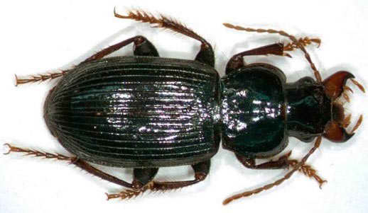 El escarabajo Harpalus lopezi  pertenece a la familia de cole�pteros car�bidos, se trata de una especie que habita en zonas fr�as