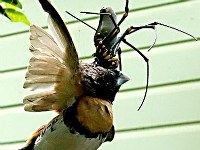 Ara�a tejedora de seda de oro aliment�ndose de un gorri�n de pecho marr�n