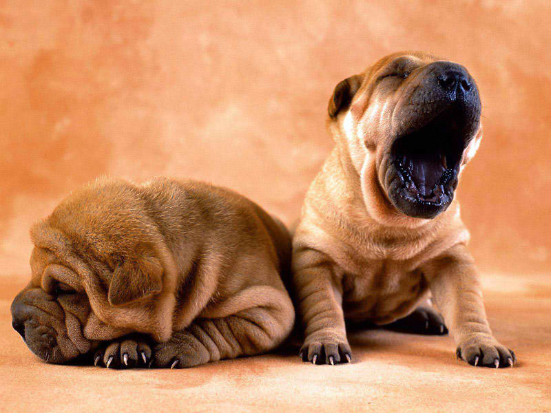 Cachorros de la raza Shar pei.