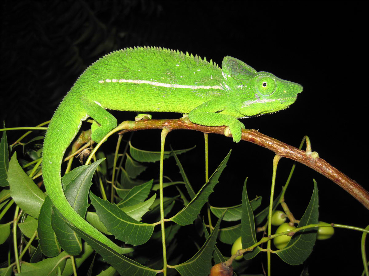 El camale�n Belalanda es una de las 75 especies de camale�n end�micos de Madagascar, todos los cuales est�n amenazados por la destrucci�n del h�bitat.