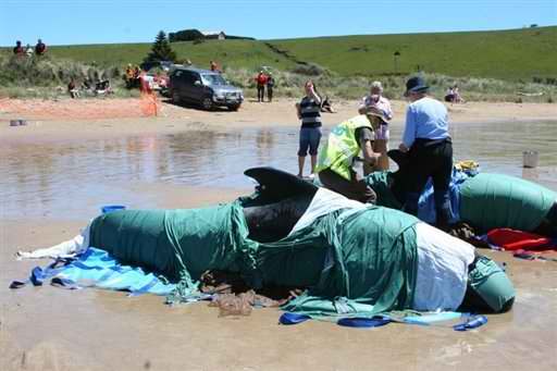 Intento de evacuaci�n de ballenas varadas en una playa australiana