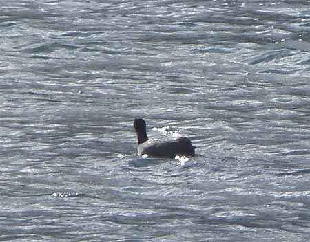 Gallareta andina (Fulica ardesiaca) en el lago Cuicocha que ocupa la caldera del volc�n del mismo nombre.