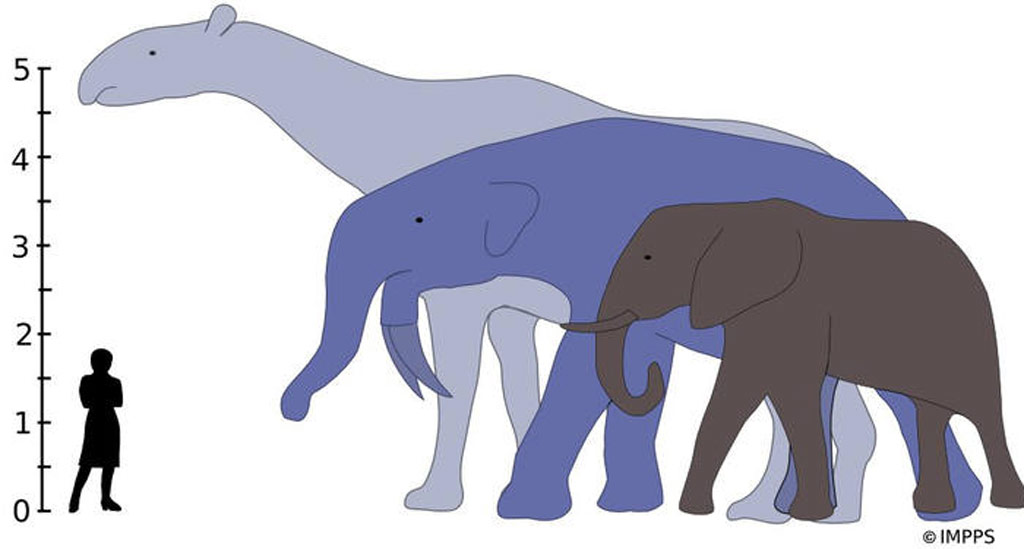 De izquierda a derecha: Indricotherium, Deinotherium y un elefante actual. La explosi�n de tama�o de los mam�feros se debi� a la extinci�n de los dinosaurios.