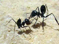 Hormiga Cataglyphis fortis