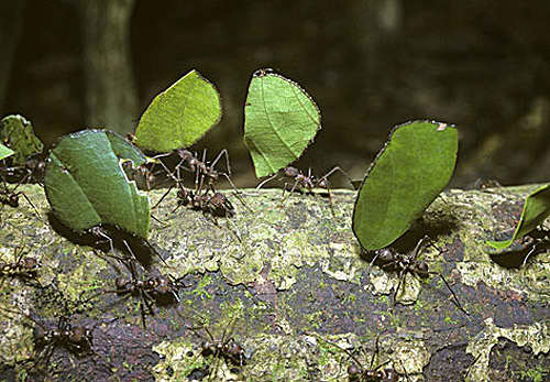 Unas hormigas cortadoras de hojas trabajan sin cesar en las selvas tropicales de Brasil. Foto: Jonny Keeling