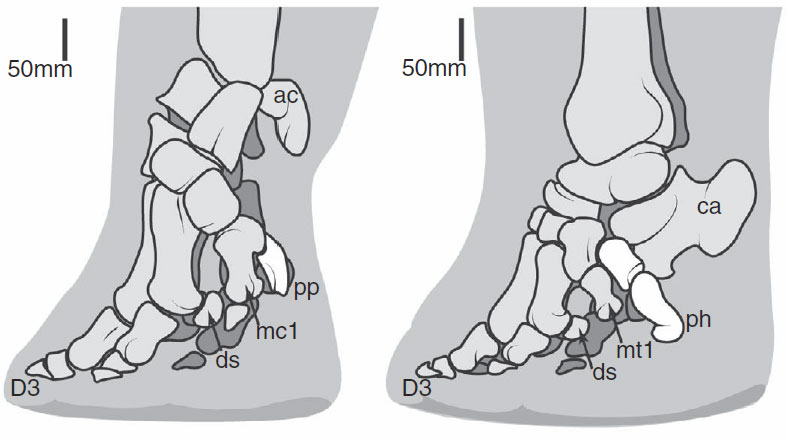 Esquemea de los huesos de las patas de los elefantes