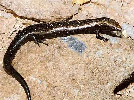 La Lisa de La Gomera, un saurio, mitad lagarto, mitad culebra