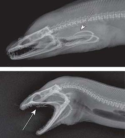 Radiograf�as que recogen el movimiento de las mand�bulas interiores. Foto: Nature