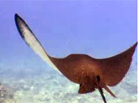 Raya en los mares de Palau