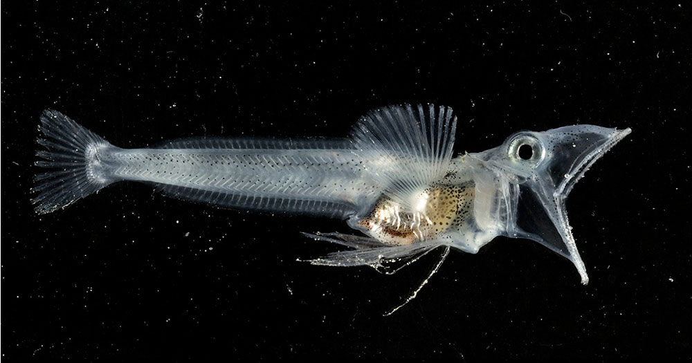 Pez de la Antártica, transpatente durante toda su vida