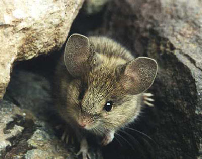 Phyllotis Darwini, pariente del Phyllotis Anitae. Foto: Mam�feros de Chile 