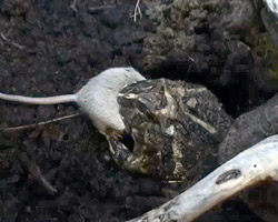 Rana cornuda de Sudam�rica cena un rat�n