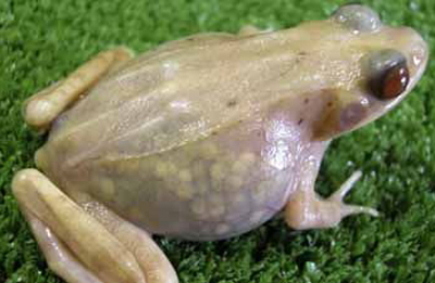 Sus �rganos internos pueden verse a trav�s de la piel. Foto: Institute For Amphibian Biology / Reuters