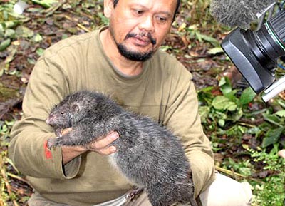 Rata gigante de indonesia, pesa m�s de dos kilos y no se intimida con facilidad.