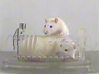 Las ratas pueden sentir empat�a